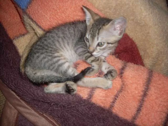 Gato ra a SRD idade 2 a 6 meses nome Faisca