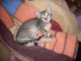 Faisca