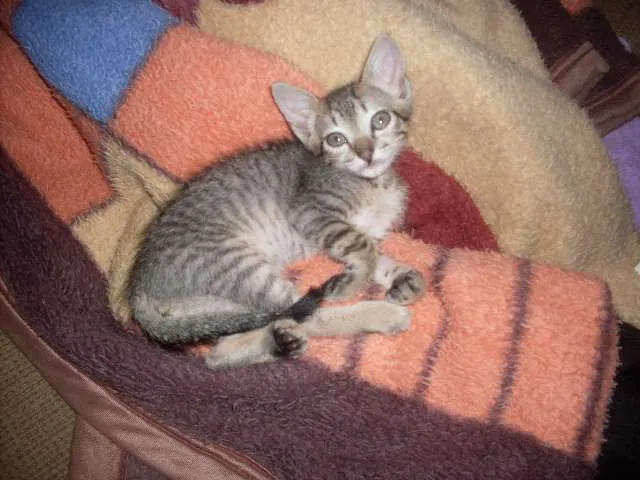 Gato ra a SRD idade 2 a 6 meses nome Faisca
