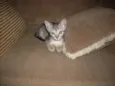 Faisca