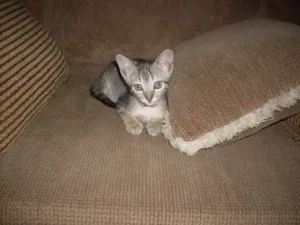 Gato raça SRD idade 2 a 6 meses nome Faisca