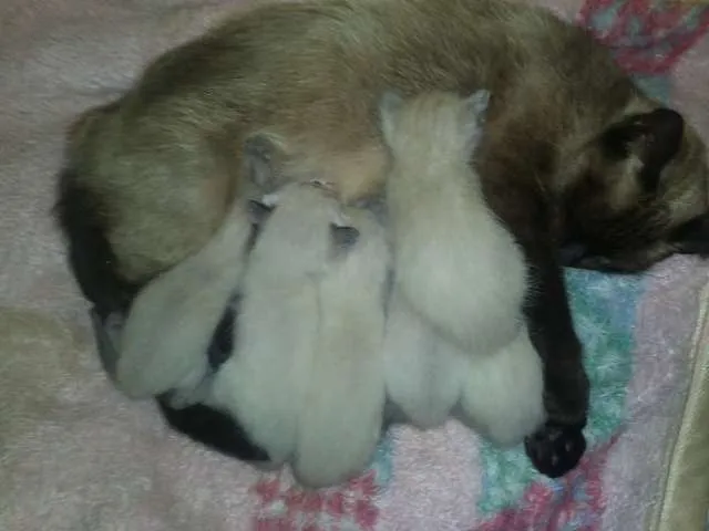 Gato ra a Siamês idade Abaixo de 2 meses nome Filhotes