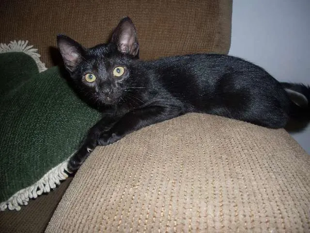 Gato ra a SRD idade 2 a 6 meses nome Pérola