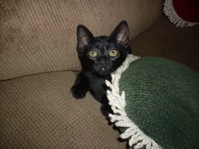 Gato ra a SRD idade 2 a 6 meses nome Pérola