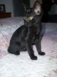 Pérola