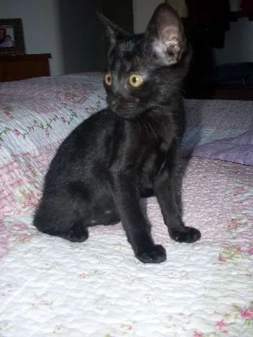 Gato ra a SRD idade 2 a 6 meses nome Pérola