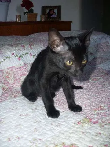 Gato ra a SRD idade 2 a 6 meses nome Pérola