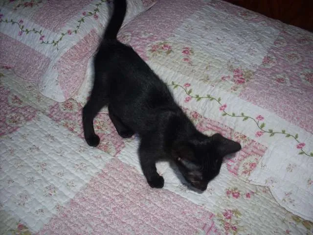 Gato ra a SRD idade 2 a 6 meses nome Pérola