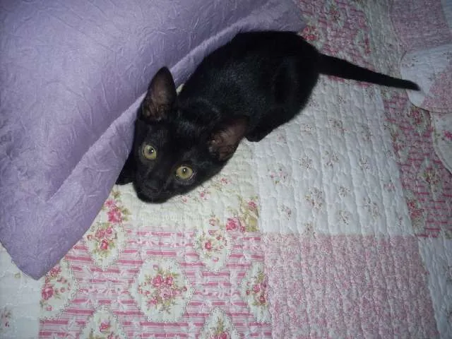 Gato ra a SRD idade 2 a 6 meses nome Pérola