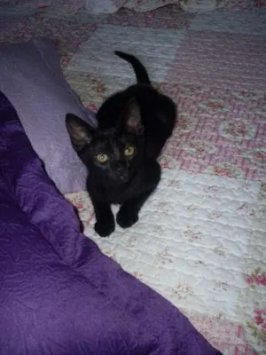 Gato raça SRD idade 2 a 6 meses nome Pérola
