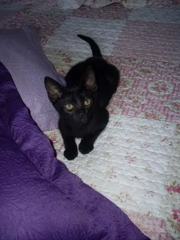 Gato ra a SRD idade 2 a 6 meses nome Pérola
