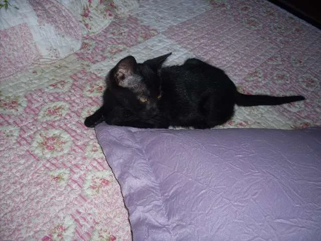 Gato ra a SRD idade 2 a 6 meses nome Pérola