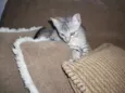 Faisca