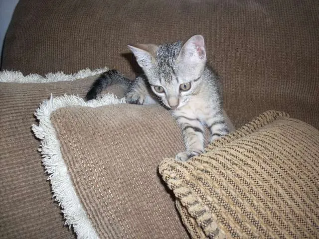 Gato ra a SRD idade 2 a 6 meses nome Faisca