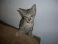 Faisca