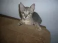 Faisca