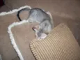 Faisca