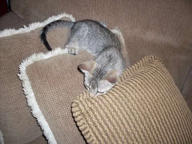 Gato ra a SRD idade 2 a 6 meses nome Faisca