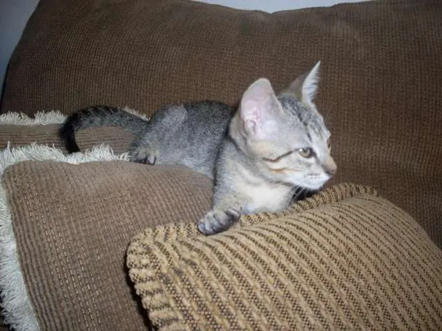 Gato ra a SRD idade 2 a 6 meses nome Faisca