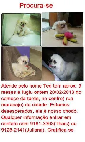 Cachorro ra a Pequinês idade 7 a 11 meses nome Ted GRATIFICA