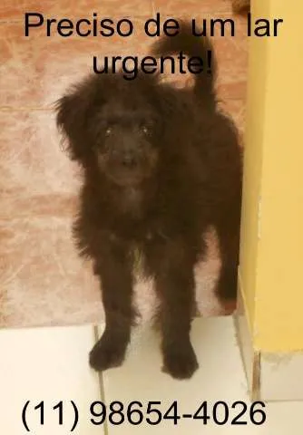 Cachorro ra a SRD idade 2 a 6 meses nome Petróleo