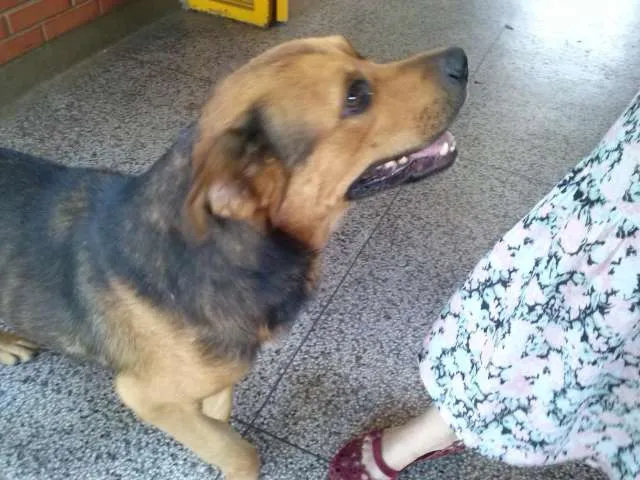 Cachorro ra a idade nome Sorriso