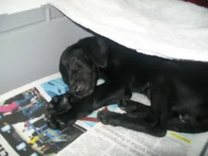 Cachorro raça Vira Lata idade 2 a 6 meses nome Giovana