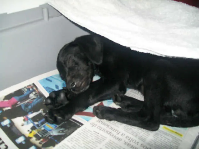 Cachorro ra a Vira Lata idade 2 a 6 meses nome Giovana
