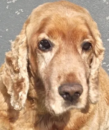 Cachorro ra a Cocker idade 6 ou mais anos nome Cadu