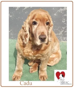 Cachorro raça Cocker idade 6 ou mais anos nome Cadu