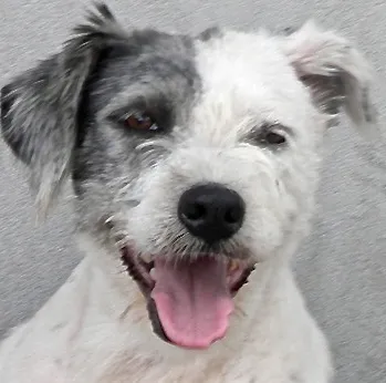 Cachorro ra a SRD idade 3 anos nome Priscila