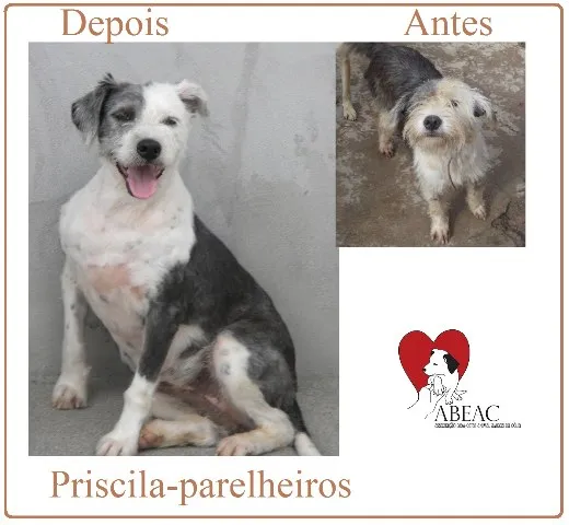 Cachorro ra a SRD idade 3 anos nome Priscila