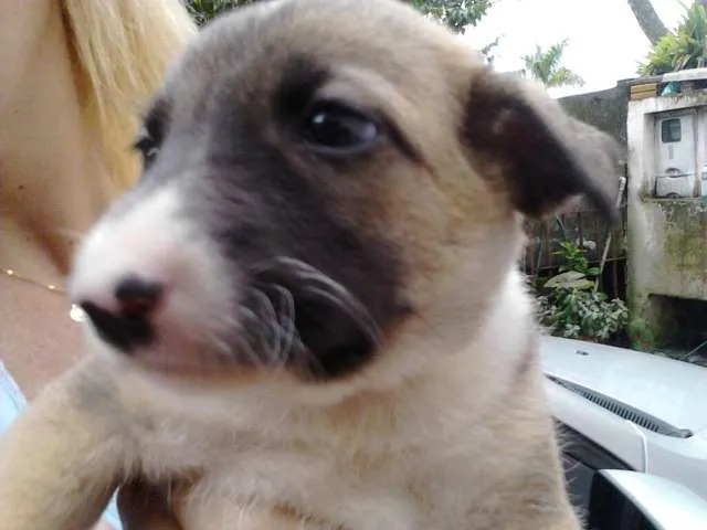 Cachorro ra a Vira lata idade 2 a 6 meses nome Não tem