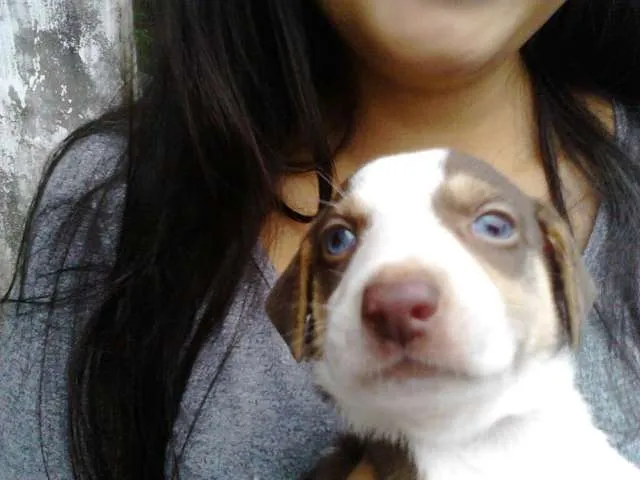 Cachorro ra a Vira lata idade 2 a 6 meses nome Não tem