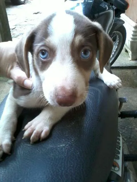 Cachorro ra a Vira lata idade 2 a 6 meses nome Não tem