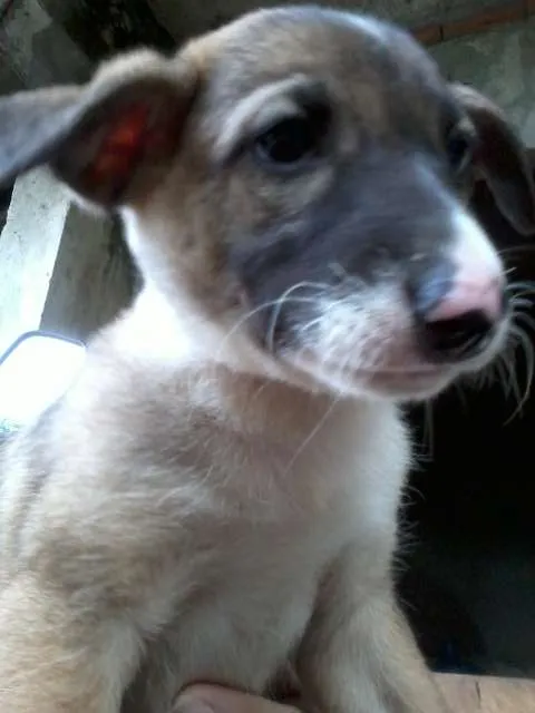 Cachorro ra a Vira lata idade 2 a 6 meses nome Não tem