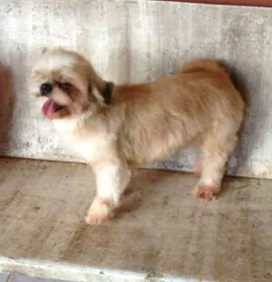 Cachorro raça SHIH-TZU idade 6 ou mais anos nome RUBI