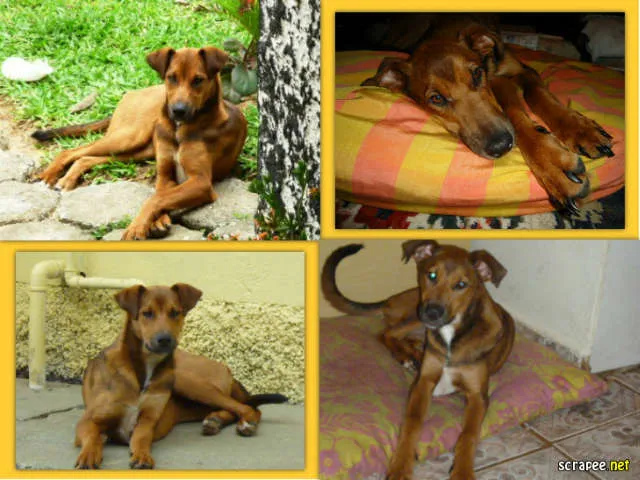 Cachorro ra a srd idade 1 ano nome Olívia