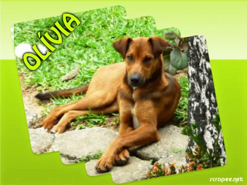 Cachorro ra a srd idade 1 ano nome Olívia