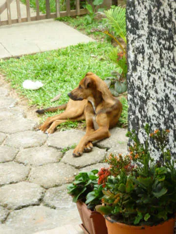 Cachorro ra a srd idade 1 ano nome Olívia