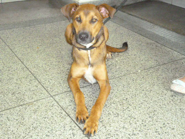 Cachorro ra a srd idade 1 ano nome Olívia