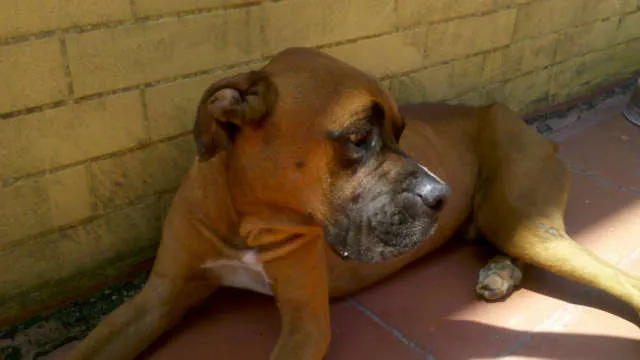 Cachorro ra a Boxer idade  nome Zeus