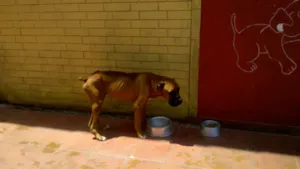 Cachorro raça Boxer idade  nome Zeus