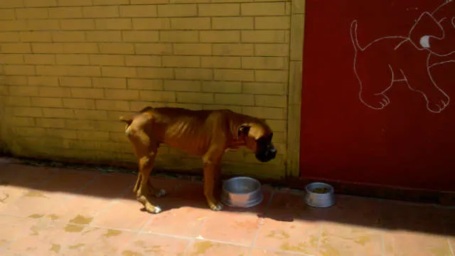 Cachorro ra a Boxer idade  nome Zeus