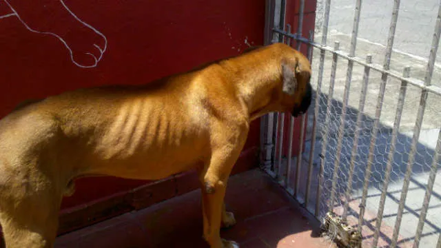 Cachorro ra a Boxer idade  nome Zeus