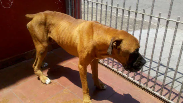 Cachorro ra a Boxer idade  nome Zeus