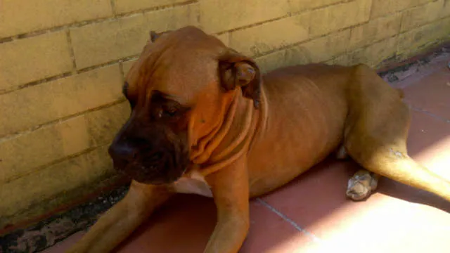 Cachorro ra a Boxer idade  nome Zeus
