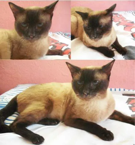 Gato ra a SRD idade 2 anos nome Johnny