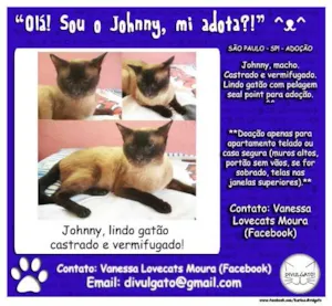 Gato raça SRD idade 2 anos nome Johnny