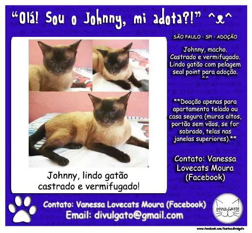 Gato ra a SRD idade 2 anos nome Johnny